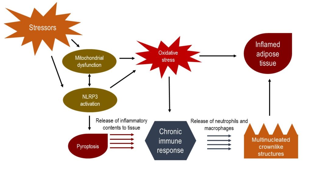 This diagram explains the pyroptosis and inflammation that happens in lipedema